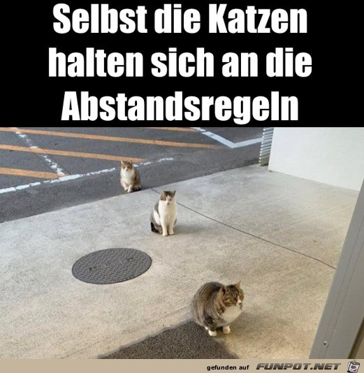 Katzen halten Abstand