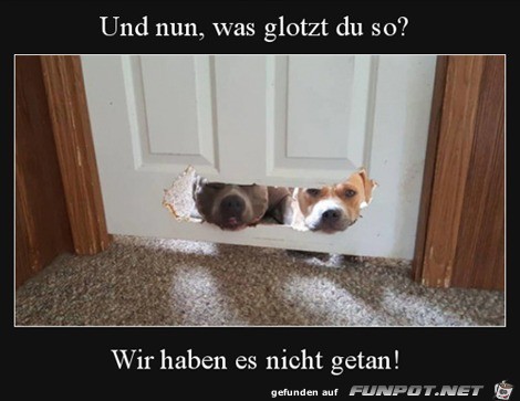 Hunde gucken durch die Tre