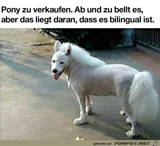 Komisches Pony