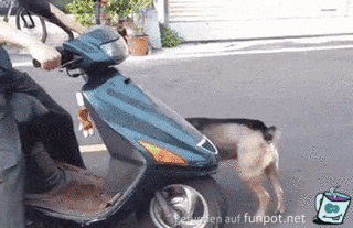 Hund steigt gekonnt aufs Moped