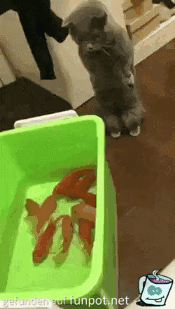 Katze beobachtet Fische