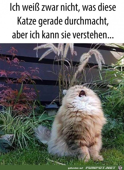 Was macht diese Katze?