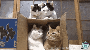 Der Katzenkarton