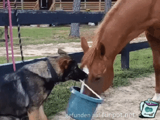 Hund füttert Pferd