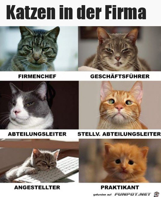 Katzen in der Firma