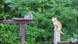 Eichhörnchen springt auf Katze