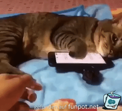 Katze gibt Handy nicht her