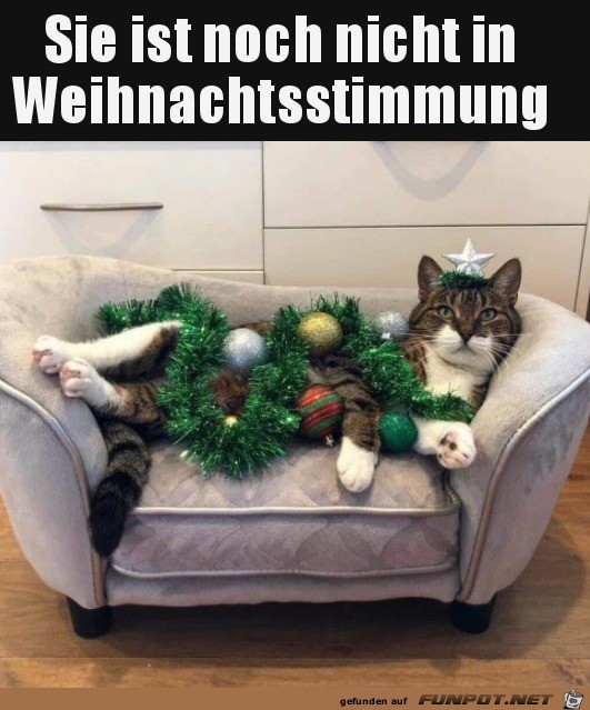 Noch nicht in Weihnachts-Stimmung Noch nicht in Weihnachts-Stimmung