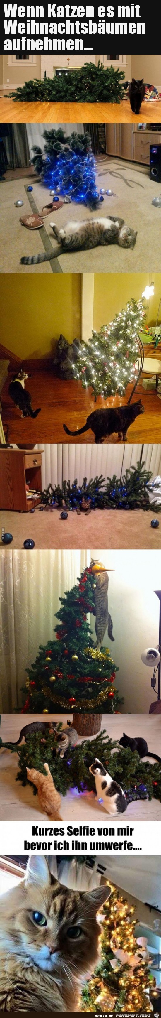 Katzen und der Weihnachtsbaum