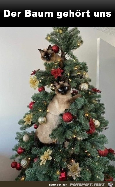 Der Baum gehrt den Katzen