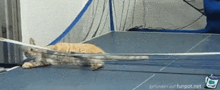 Katze im Tischtennis-Netz