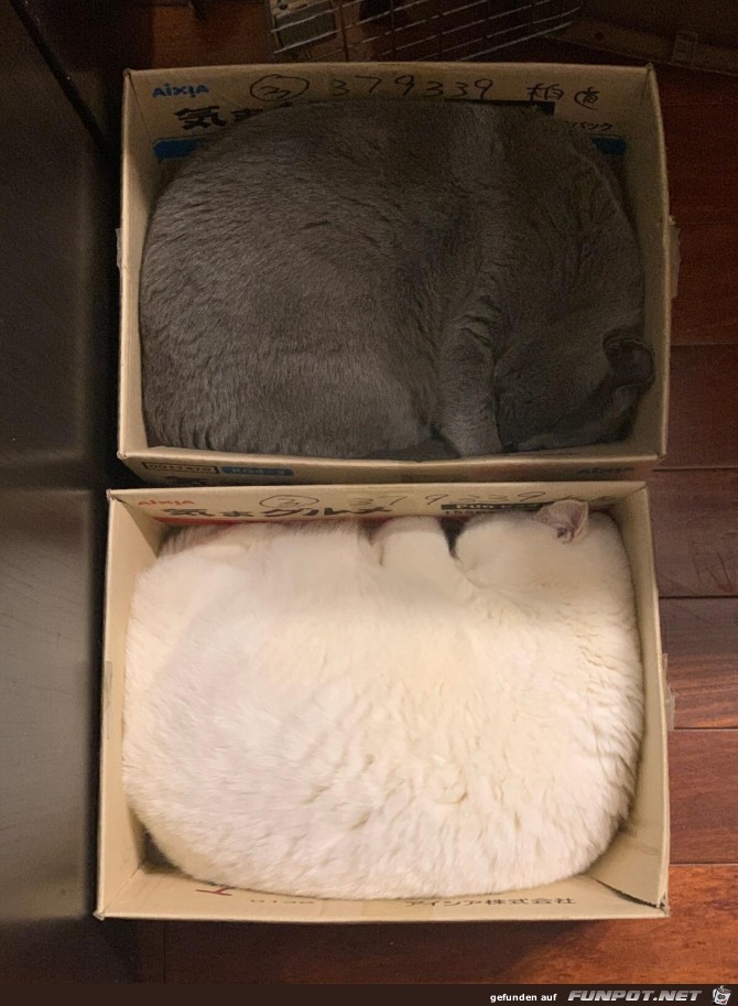 Tolle Katzen-Kartons