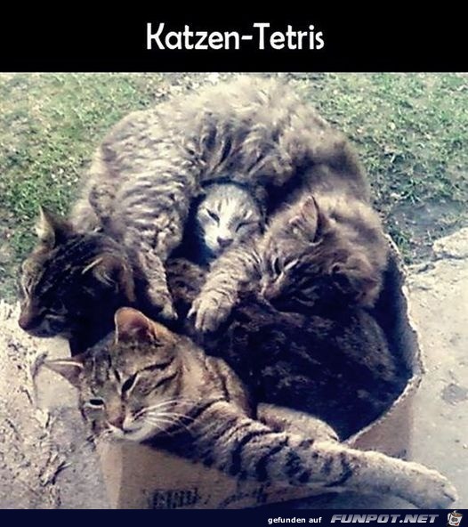 Katzen-Tetris