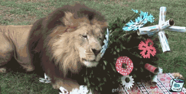 Lwe liebt seinen Weihnachtsbaum