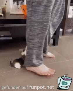 Kätzchen hängt am Hosenbein