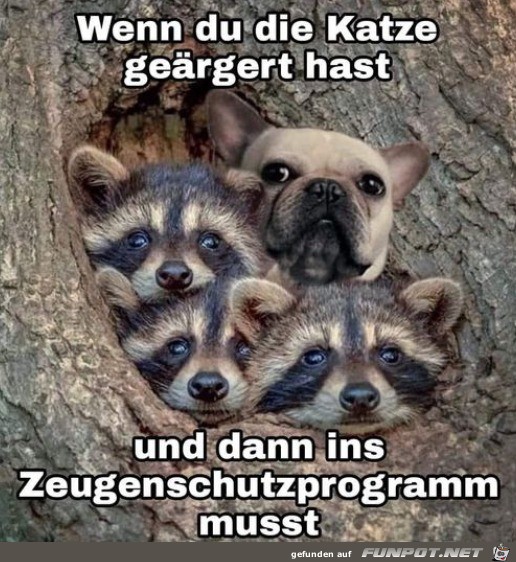 Hund im Zeugenschutzprogramm