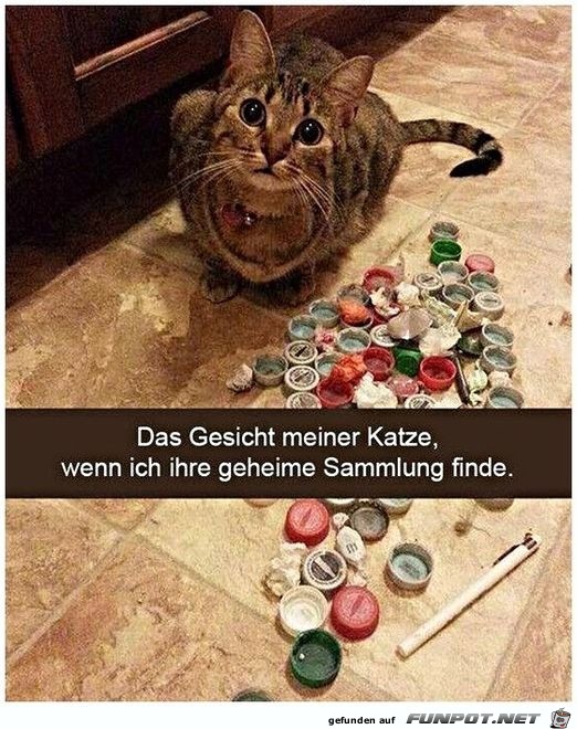 Geheime Sammlung der Katze entdeckt