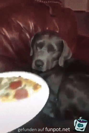 Hund liebt Pizza