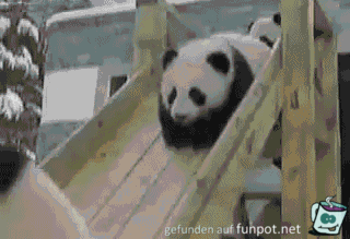 Lustige Pandas