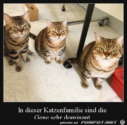 In dieser Katzenfamilie...