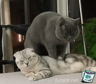 Katzen-Massage