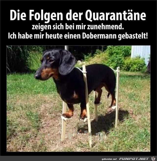 Dobermann