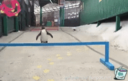 Lustiger Pinguin-Sprung