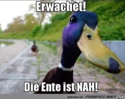 Die Ente ist nah