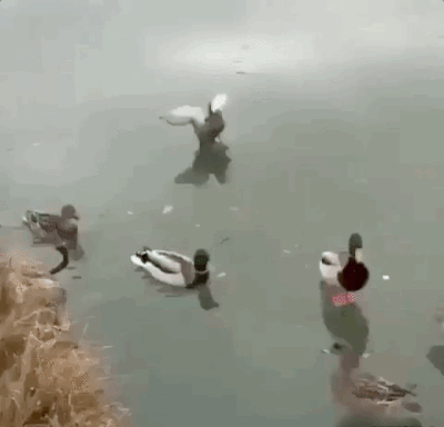 Ente rutscht