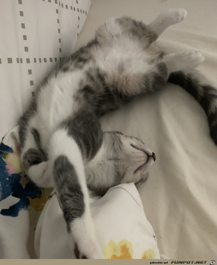 Gute Nacht, schlaft gut Gute Nacht, schlaft gut