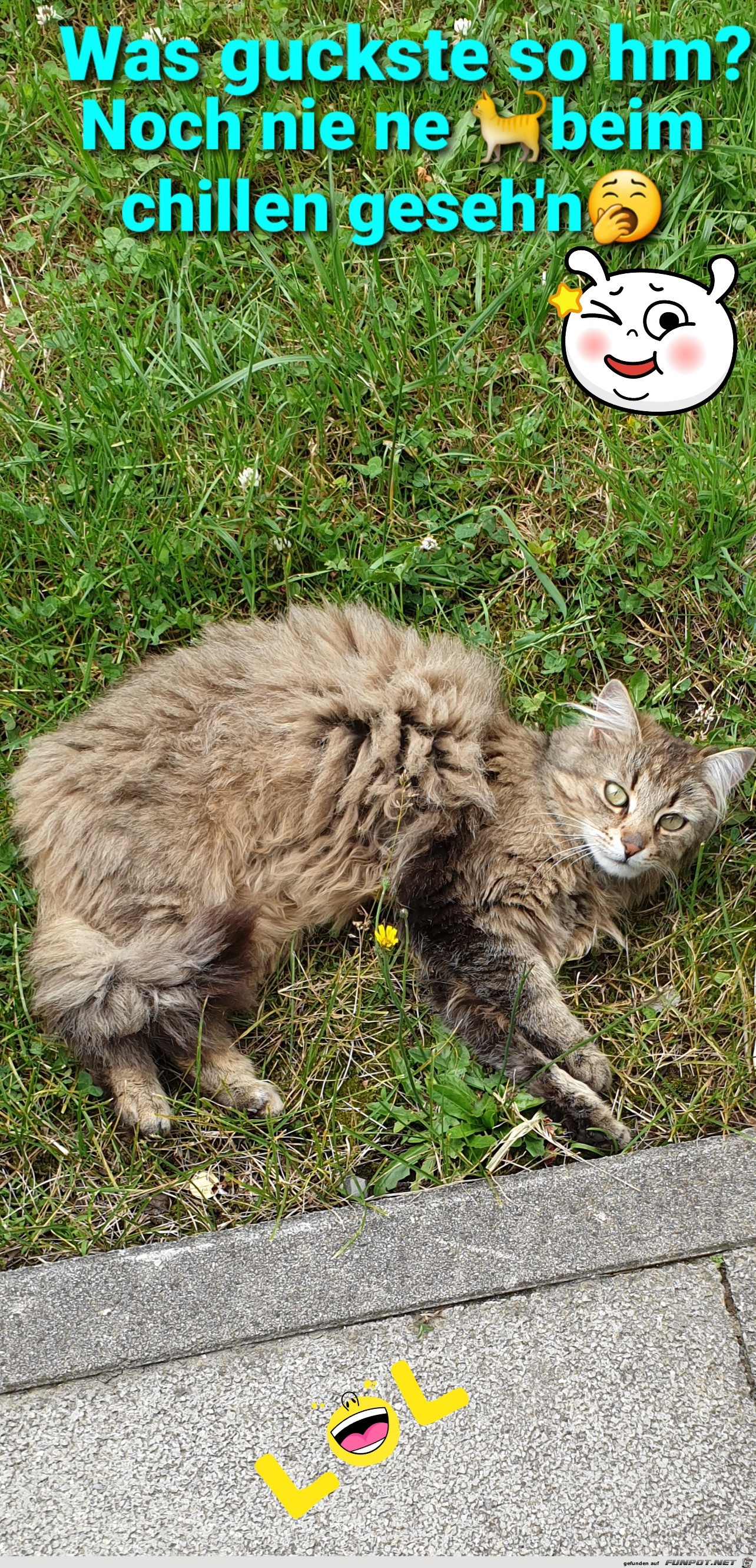 Eine Katze liegt im Gras