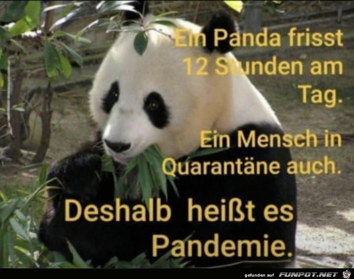 Der Panda
