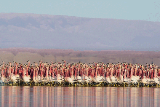 Flamingo-Ausflug