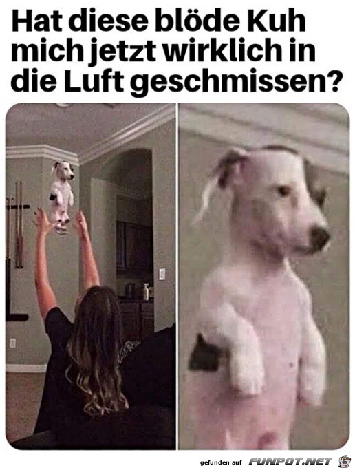 Hund ist entsetzt