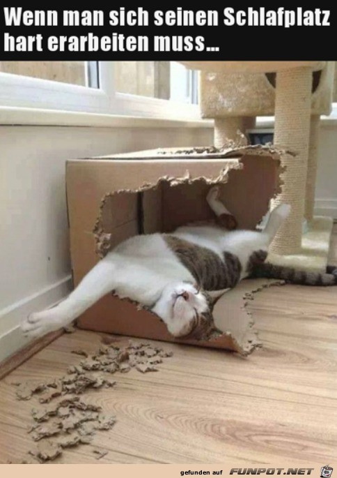Super Schlafplatz für die Katze