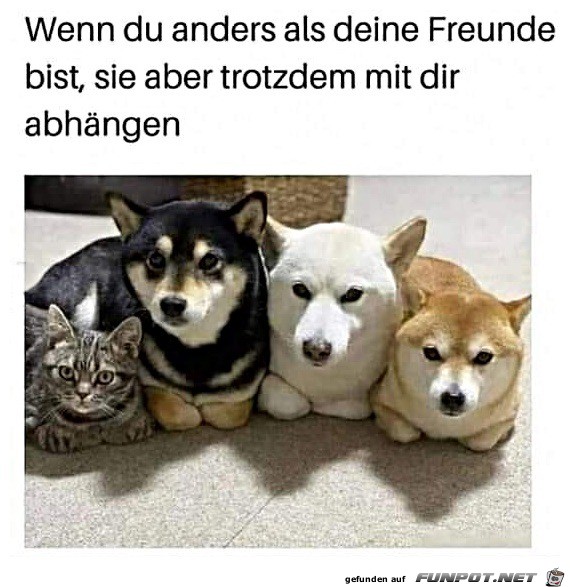 Coole Freunde