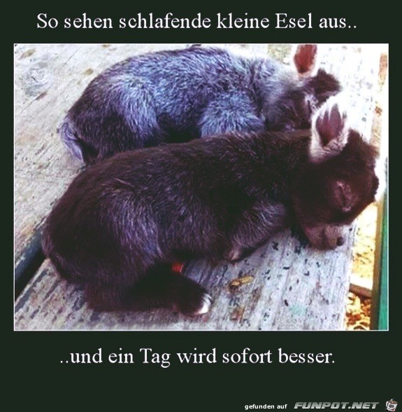 herzige Tierbilder