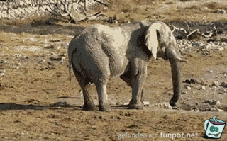 Elefant lsst sich vertreiben