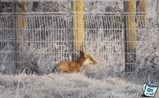 Fuchs drckt sich durch Zaun