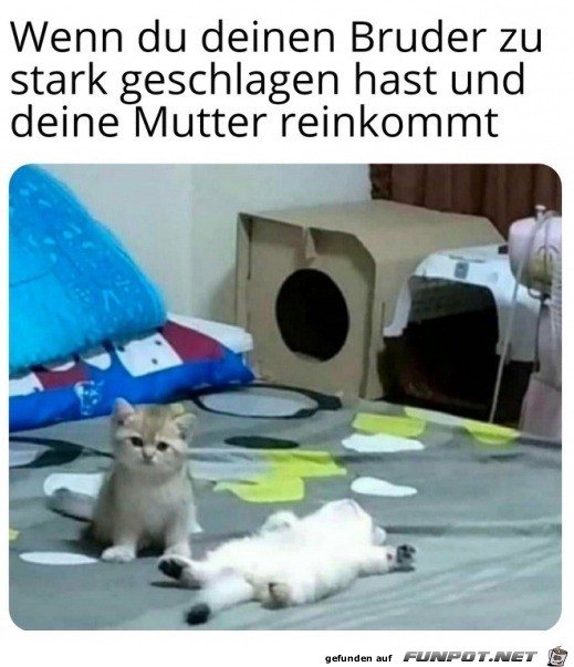 Katze guckt schuldig