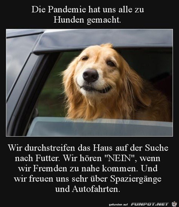 Wir sind alle wie Hunde