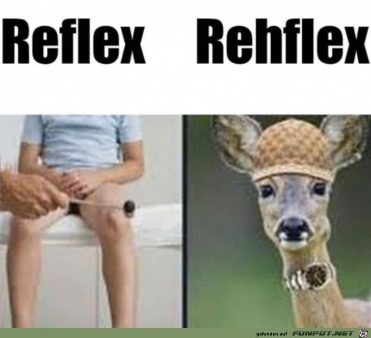 Reflex