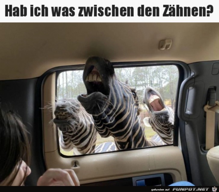 Lustige Zebras