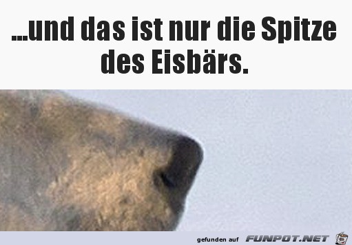 Die Spitze des Eisbrs