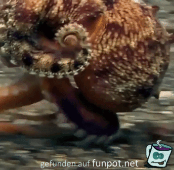 Schneller Oktopus Schneller Oktopus