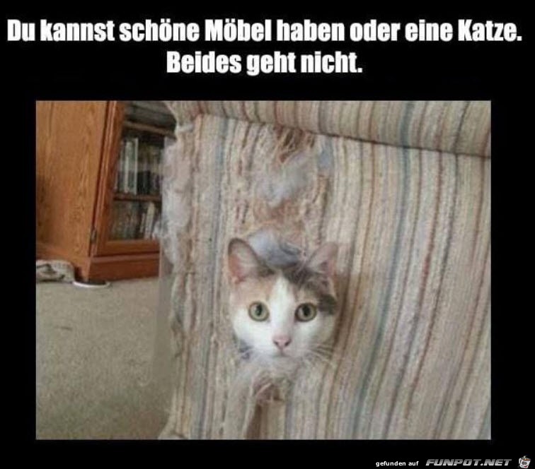 Schne Mbel oder eine Katze