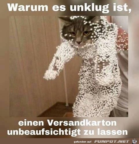 Katze war im Karton