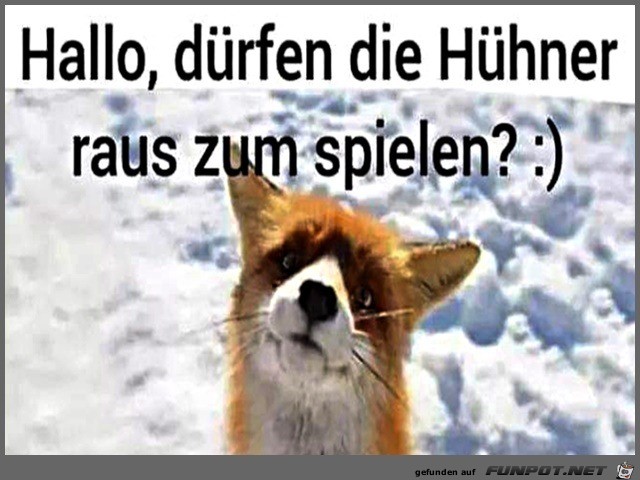 Fuchs hat eine Frage