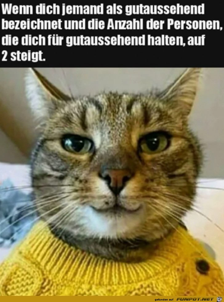 Gutaussehende Katze