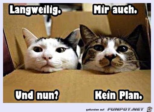 Den Katzen ist es langweilig